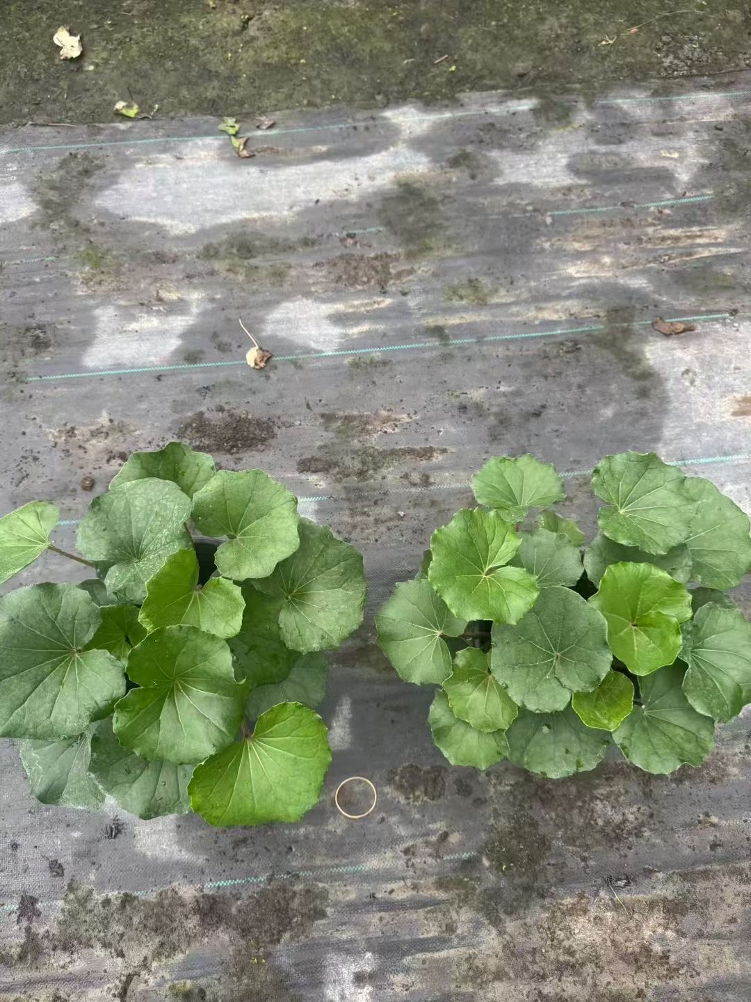 青石阶缝里大吴风草攒出团扇似的叶