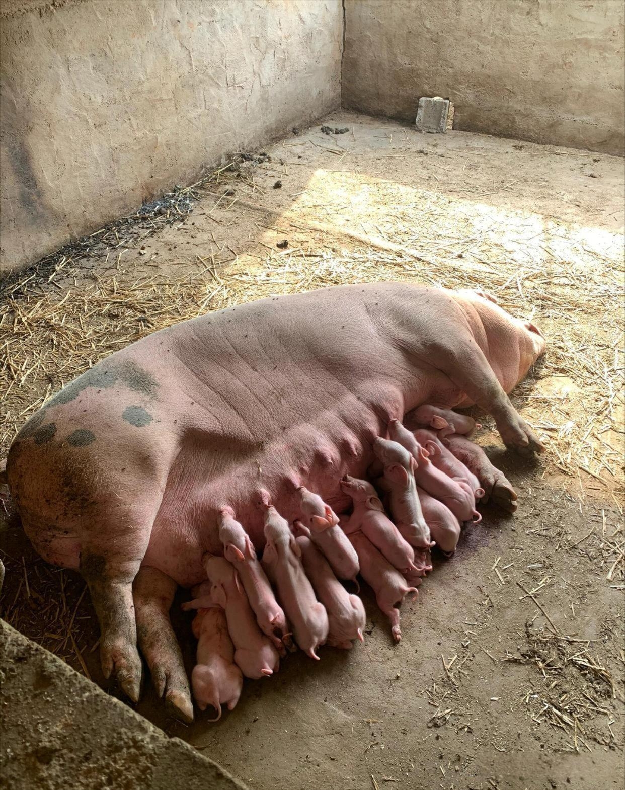 瞧,这 16 个可爱的猪宝宝正挤在猪妈妈怀里贪婪地吃奶,猪妈妈安静地