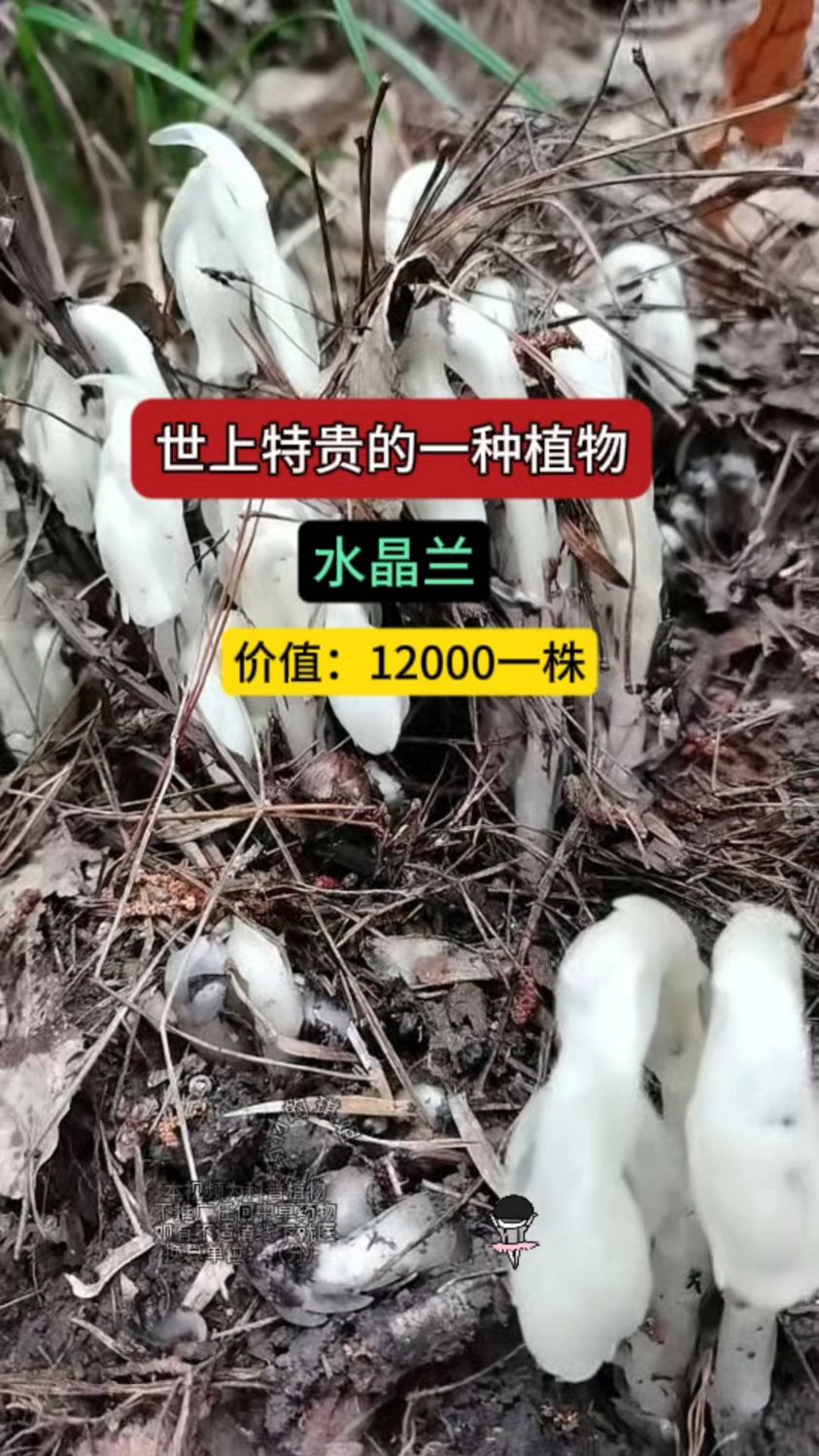 濒危灭绝的植物水晶兰