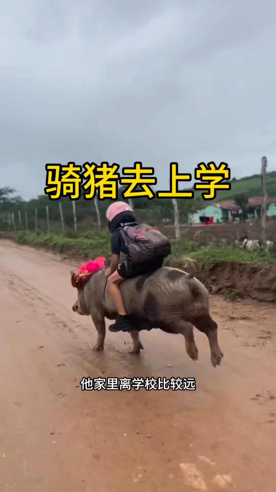 这也太有趣了,竟然骑着一头猪去上学