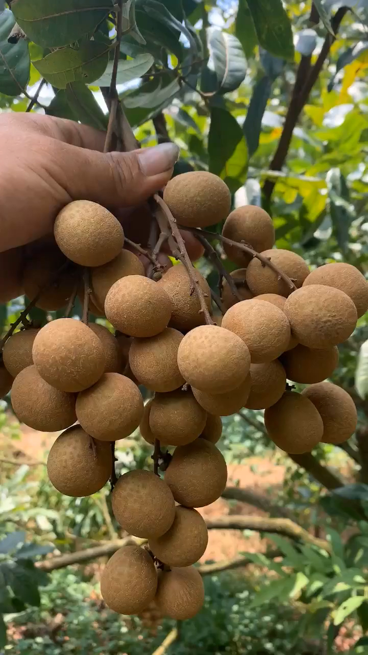 摘不完根本摘不完,摘完荔枝摘龙眼