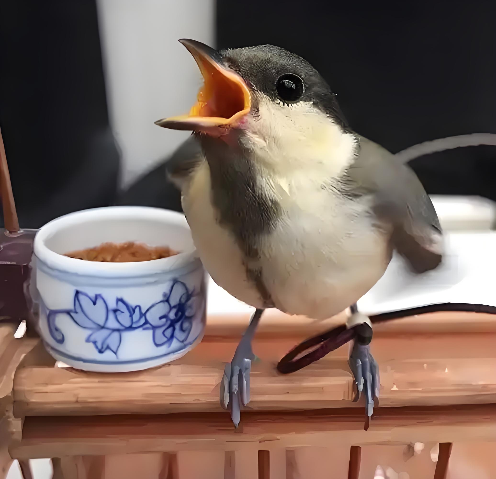 红子鸟常见错误行为解析及科学饲养指南