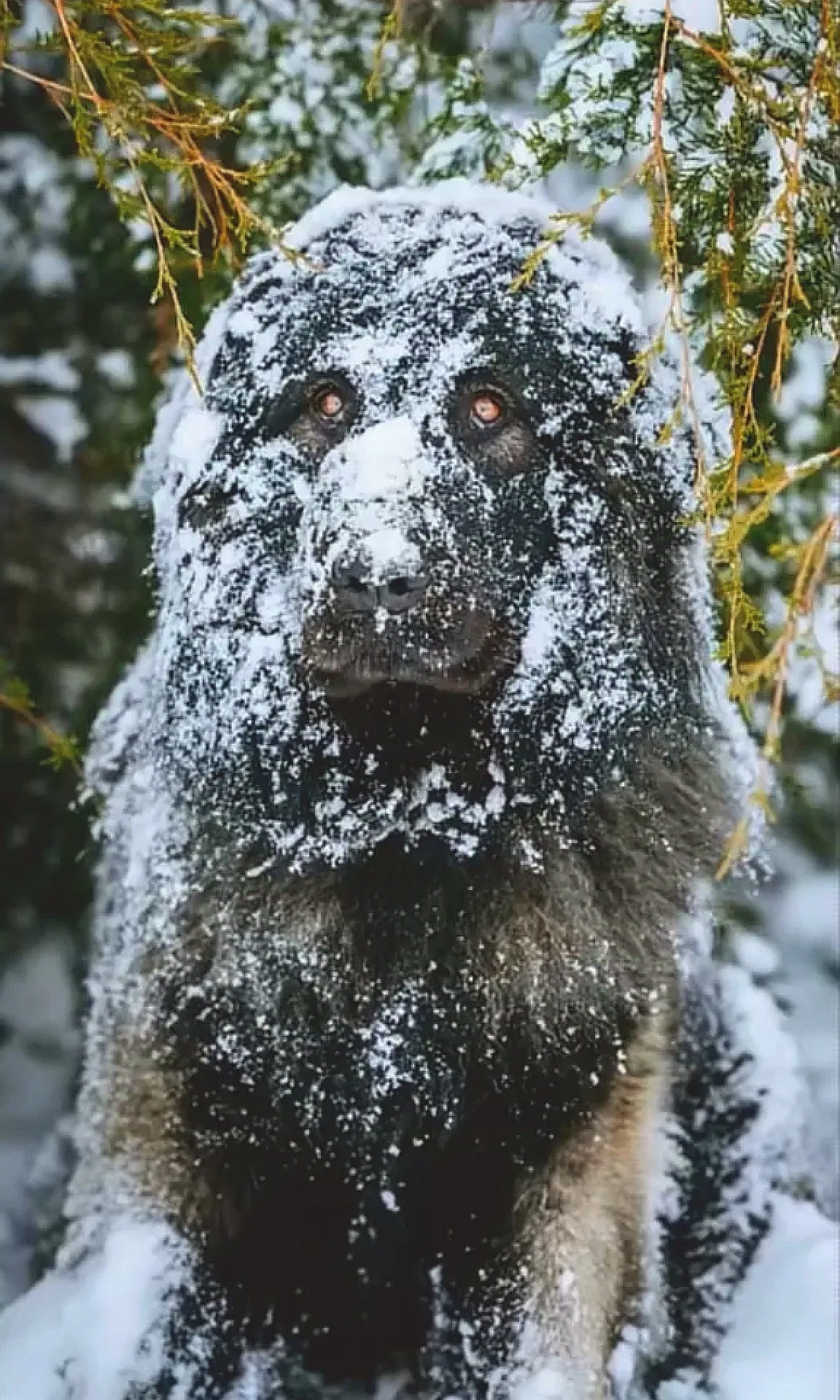 在海拔几千米的边境线上暴风雪里夹杂着冰碴子呼啸而过边防犬