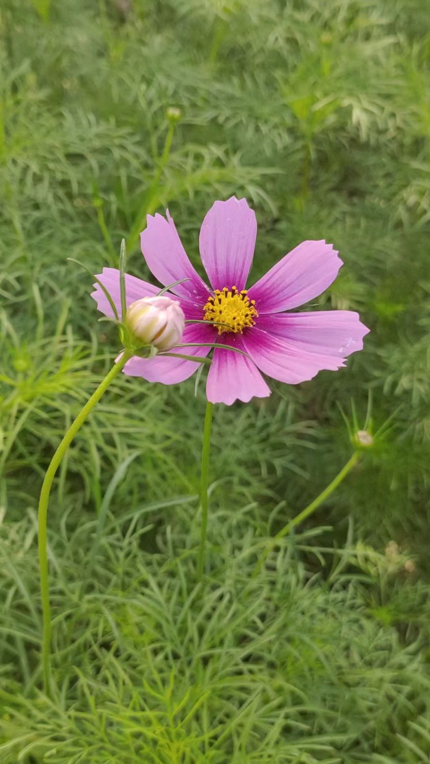 我种的格桑终于开了,夏日小花