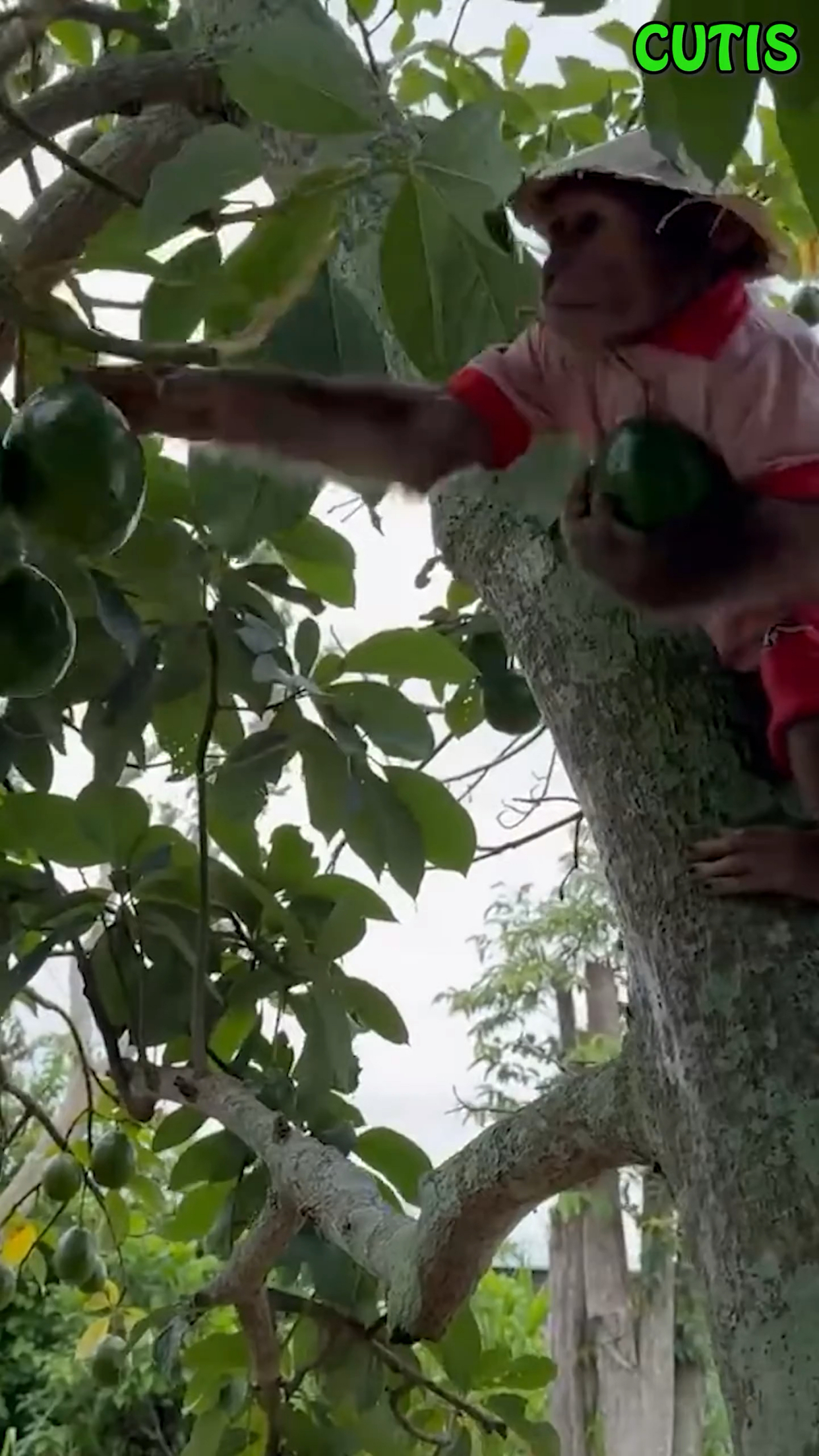 小猴子爬树摘果子