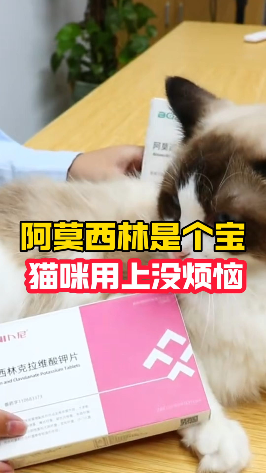 阿莫西林是个宝,猫咪用上没烦恼