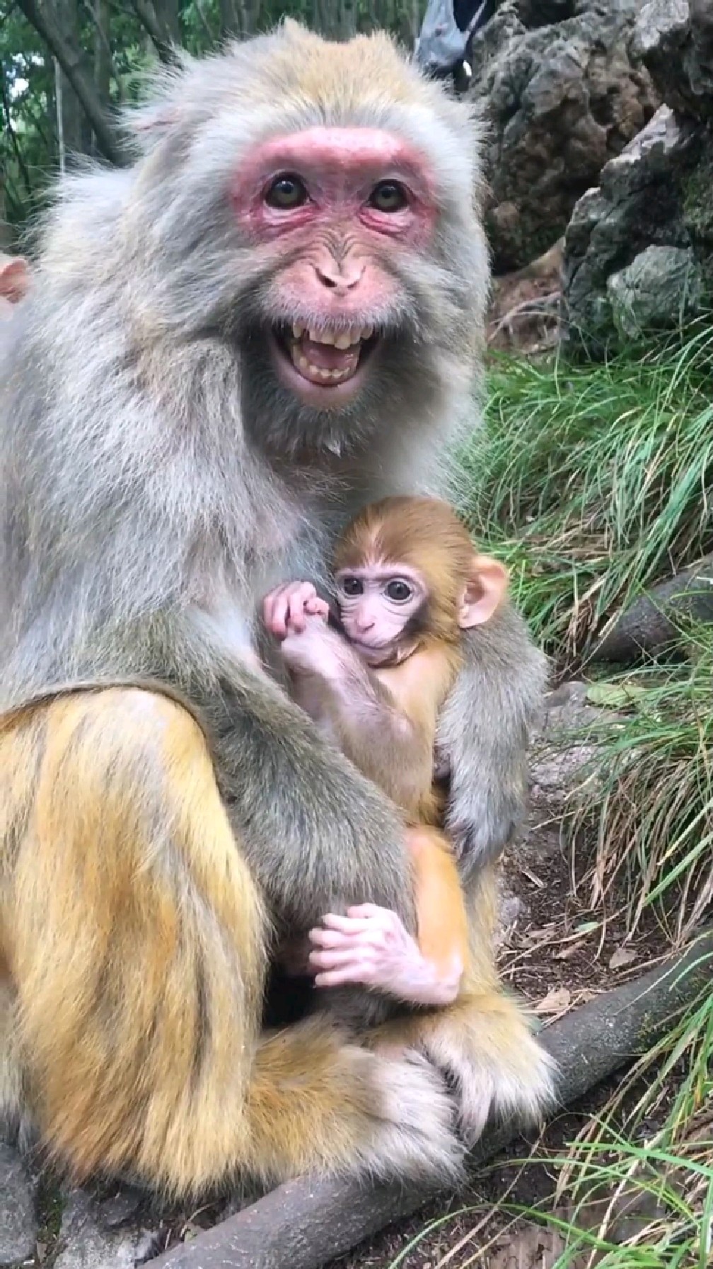 母猴这笑容好尴尬