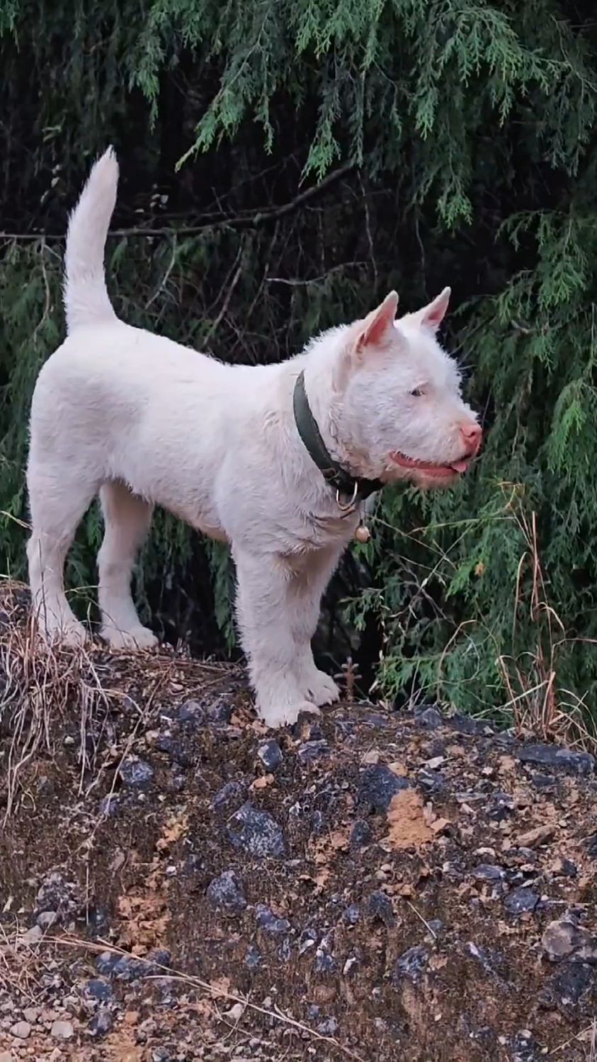 下司犬—鸿洋犬场 纯品下司犬