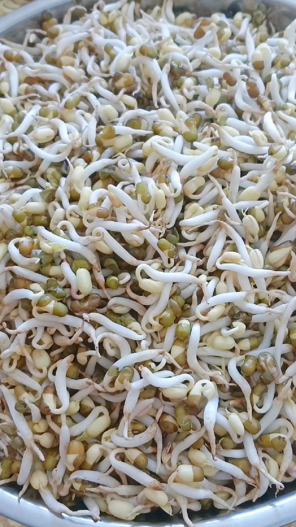 地方特色美食#纯天然绿色食品#地方特色美食生绿豆芽#又嫩又粗