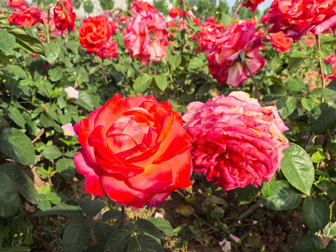 月季是多年生植物,同时在一定程度上也具有速生植物的一些特点