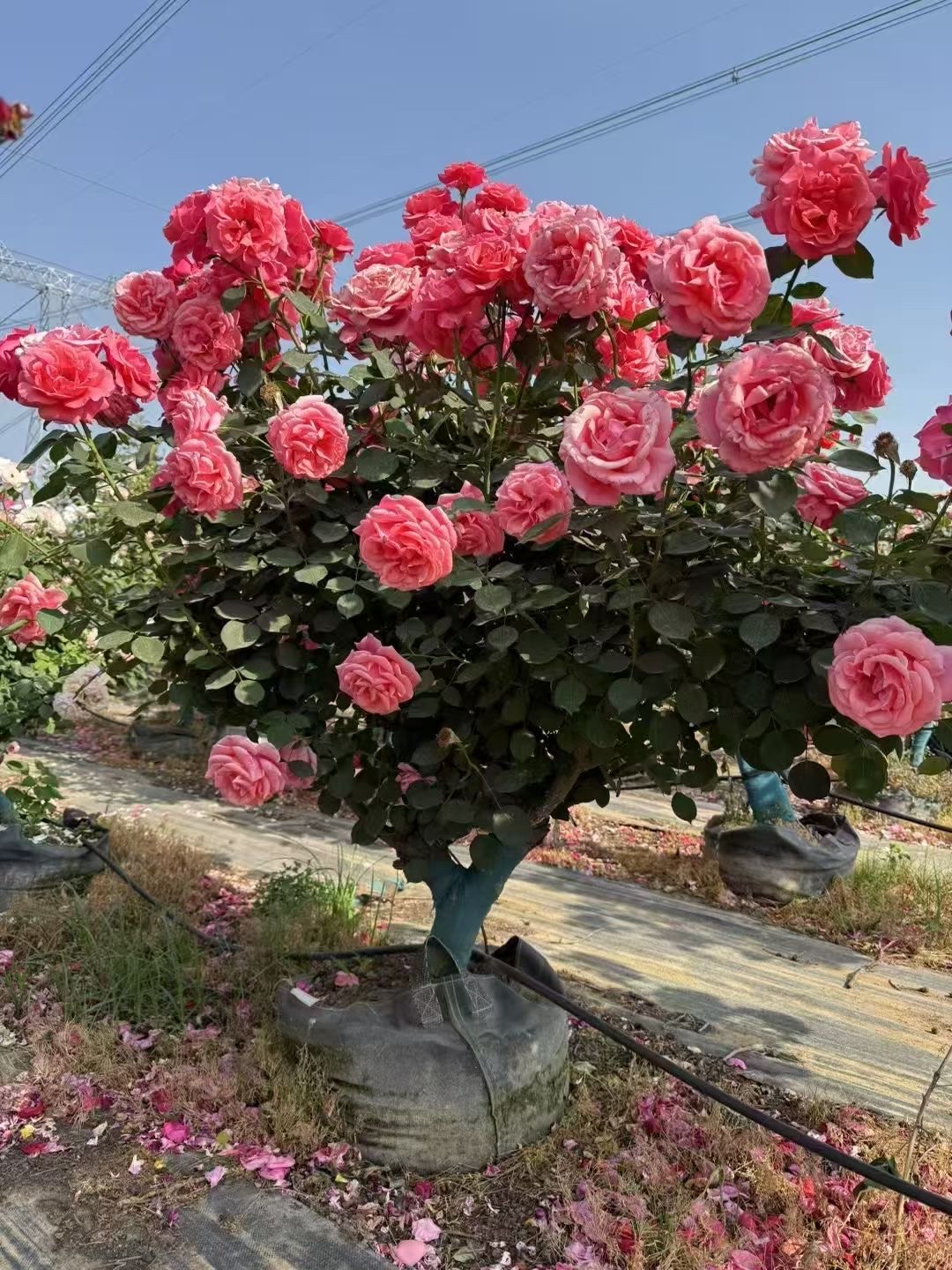 月季是多年生植物,同时在一定程度上也具有速生植物的一些特点