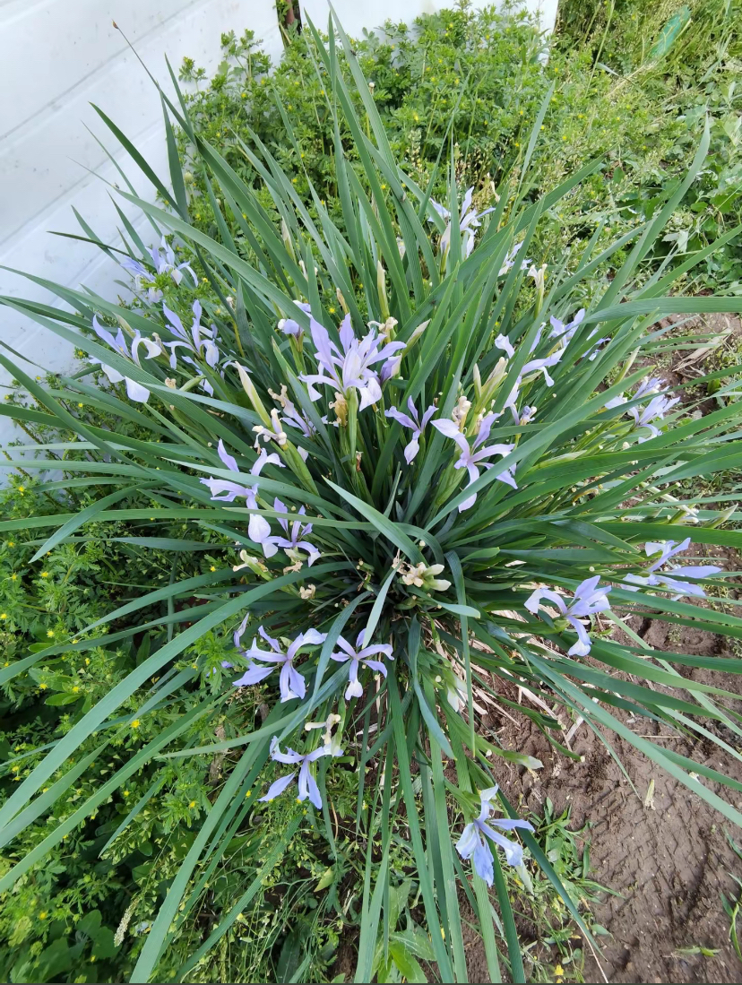 马兰花蓝紫色或淡紫色,花瓣6枚(外轮3枚大而下垂,内轮3枚直立),花中央