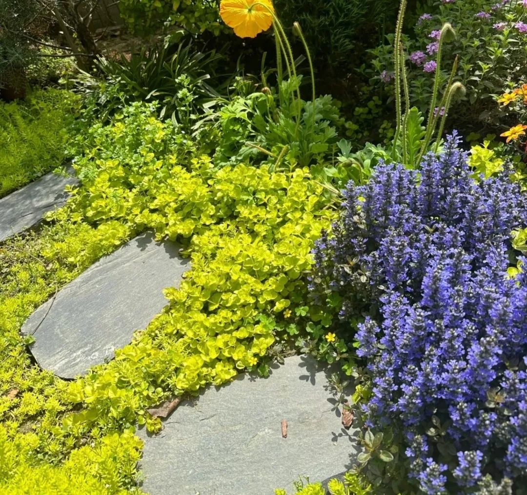 地被植物增加植物层次,丰富景观,与乔,灌,花搭配,营造多样景观,还可