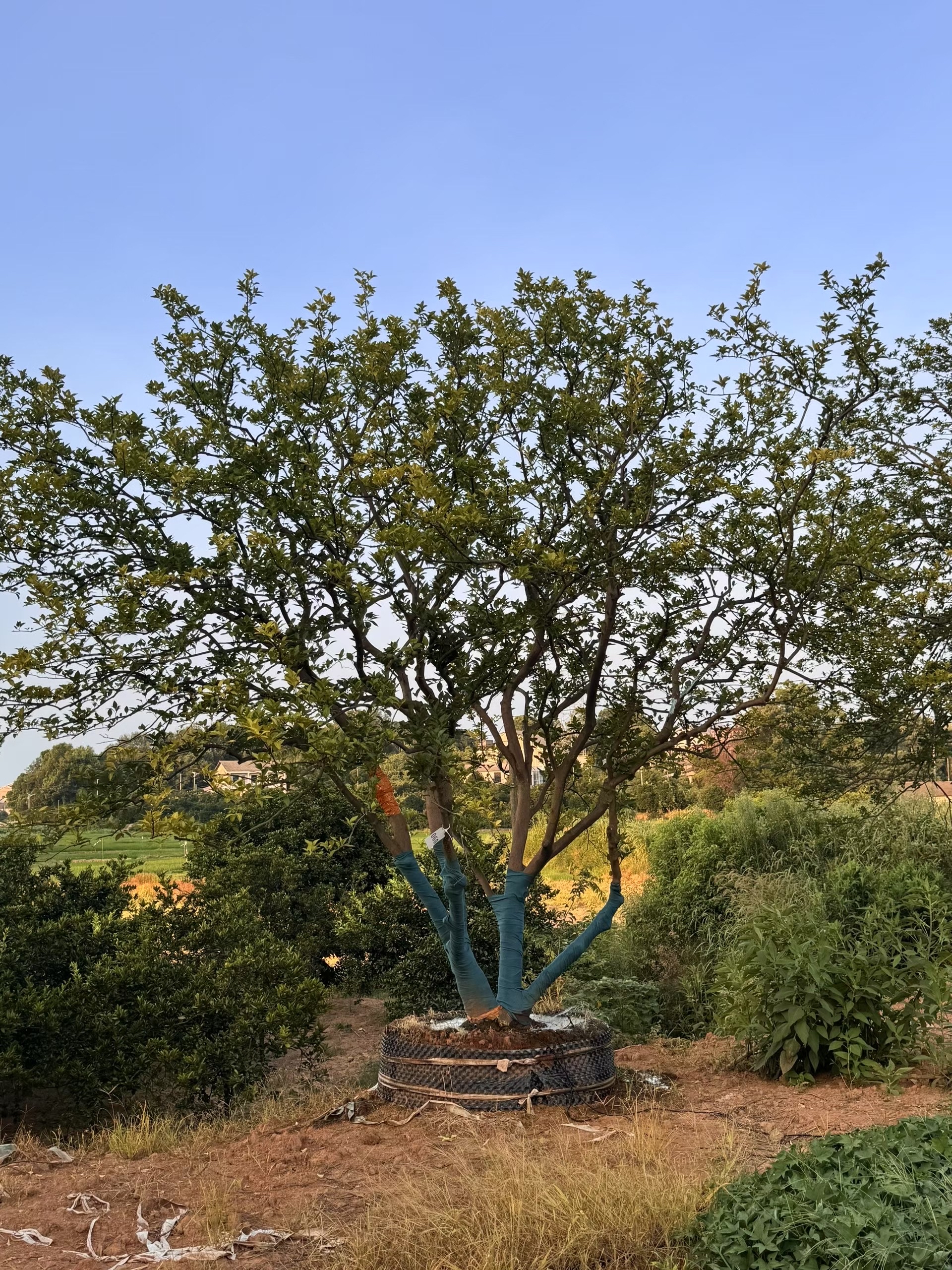 低温度3摄氏度以上,年降雨量800毫米以上的地 丛生香橼图片丛生小乔木