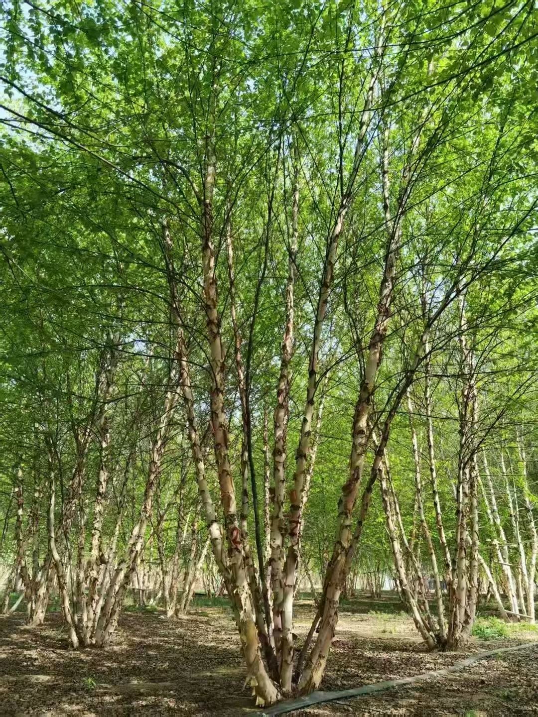 深绿色竖屏
