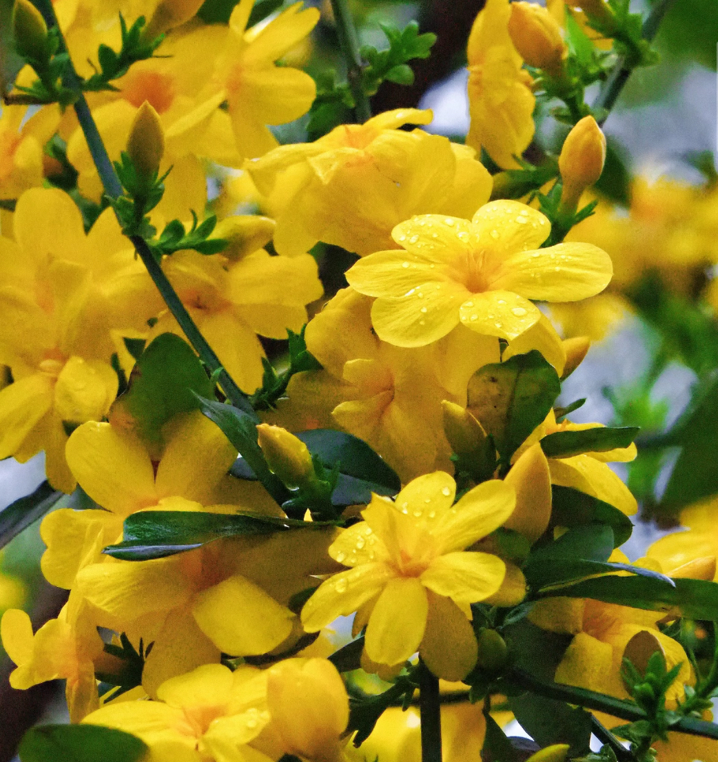 迎春花的花期一般在2