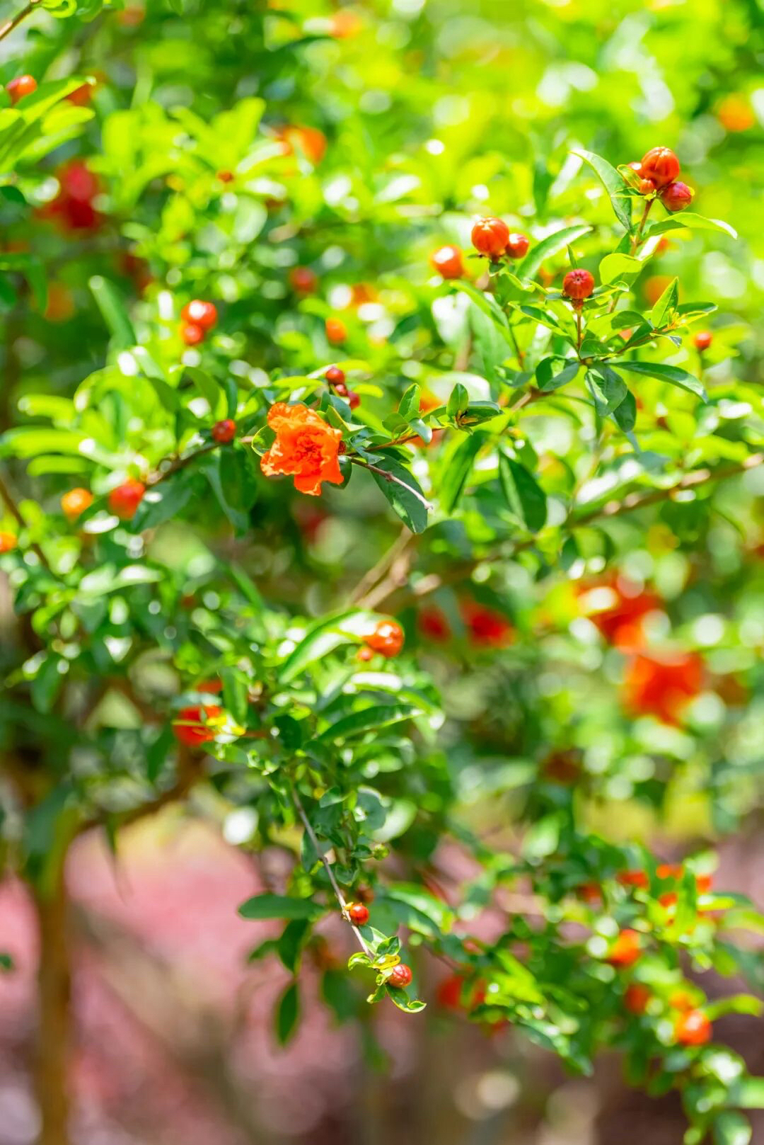 花石榴花两性,有钟状花和筒状花之别,花瓣倒卵形,与萼片同数而互生,覆