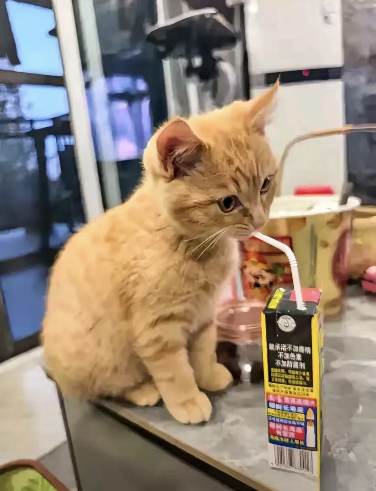 去朋友家玩,正碰见朋友训斥他的猫,我一问原因弄得我是哭笑不得,原来