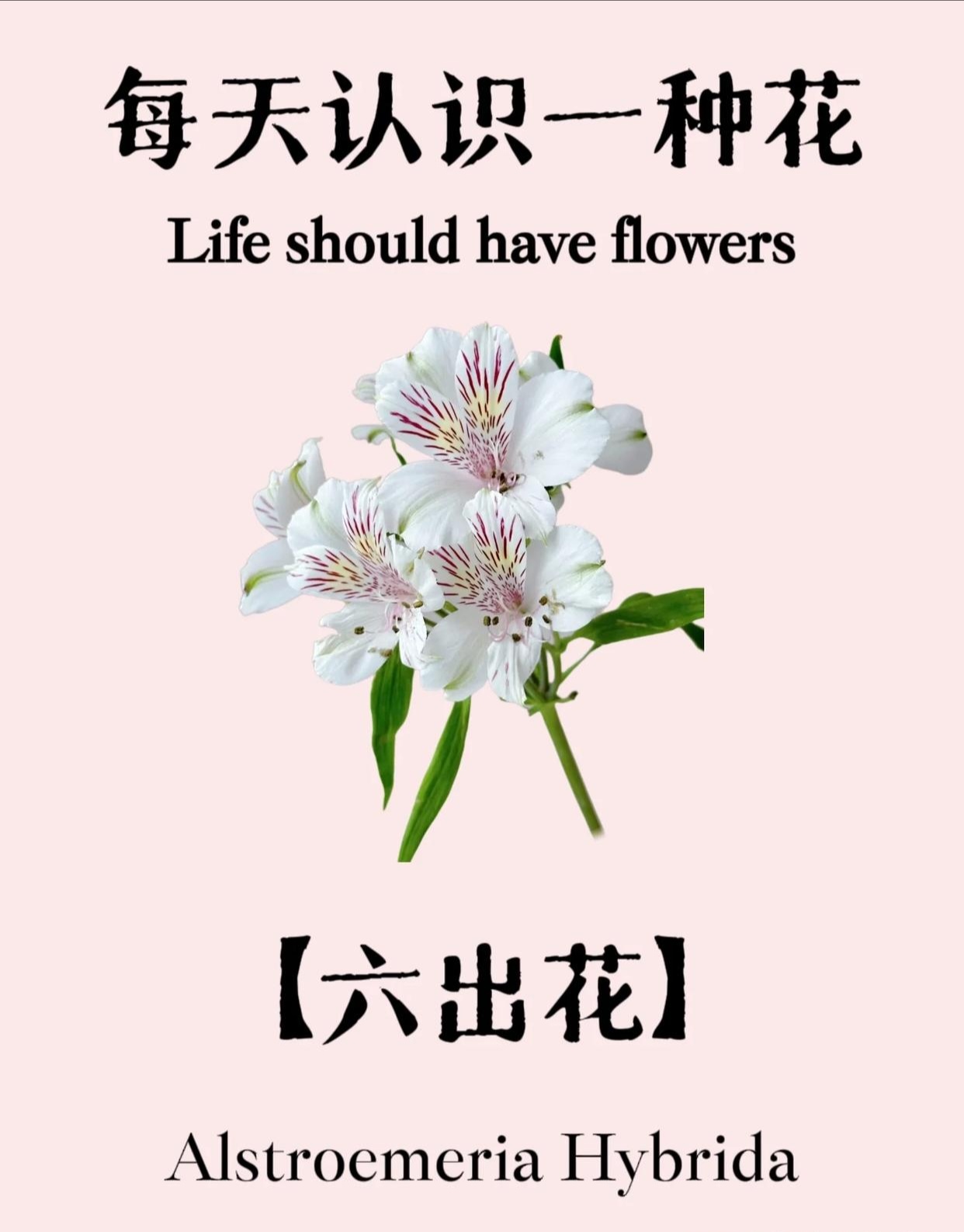 智利百合秘鲁百合水仙百合