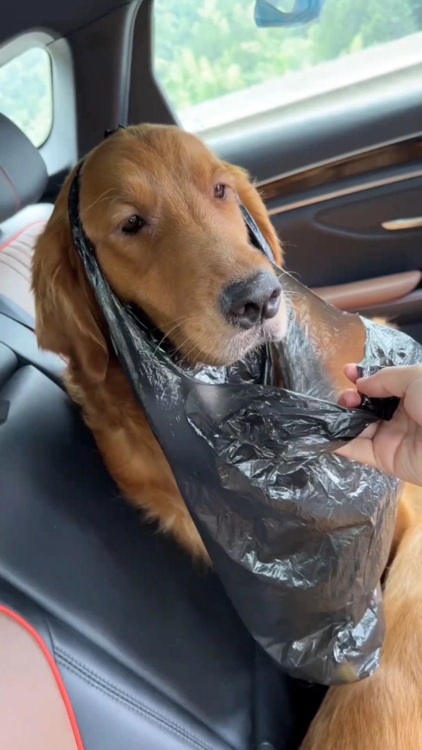 见过狗狗晕车的吗