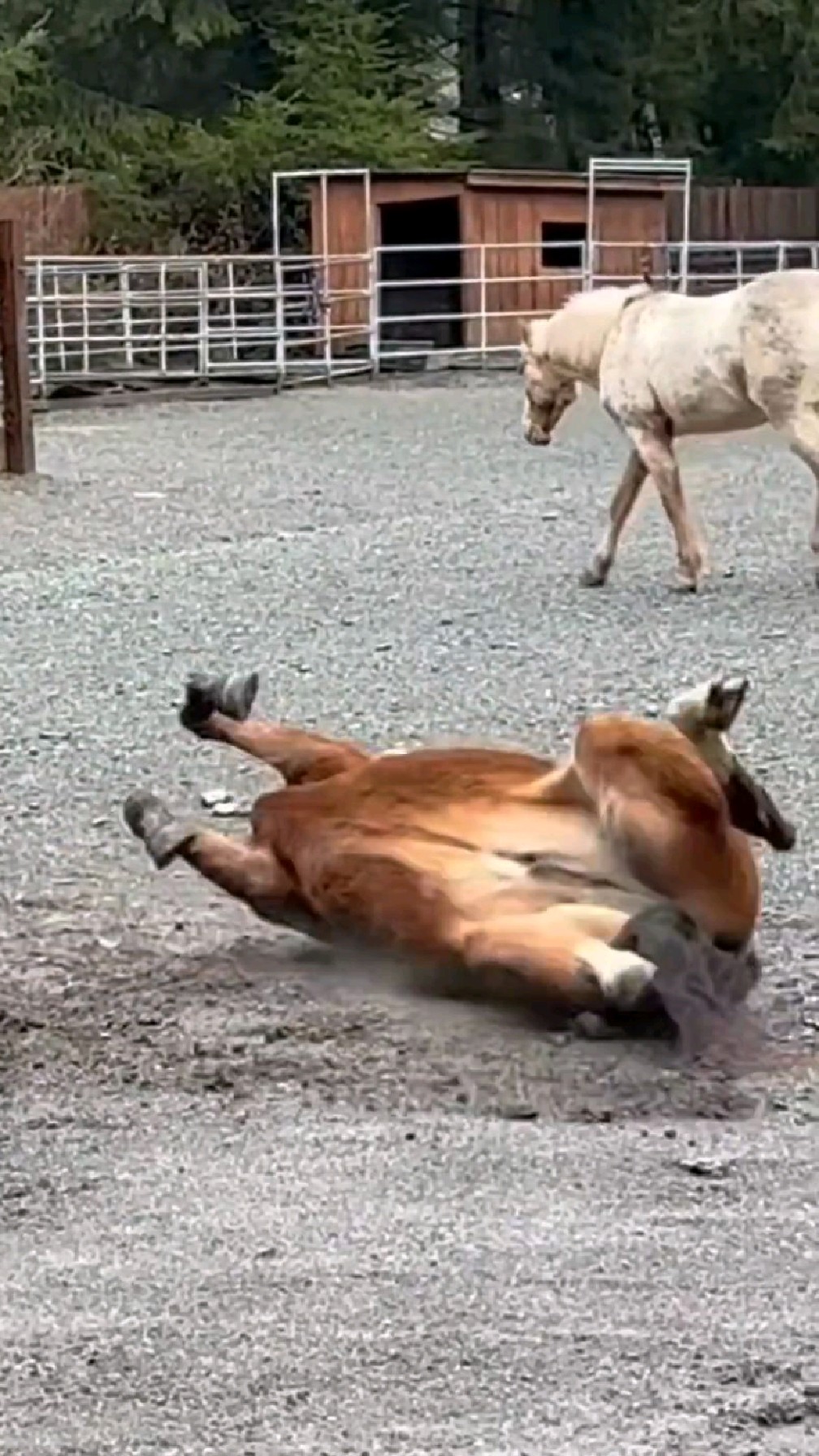 马儿在泥沙上打滚,太有趣了