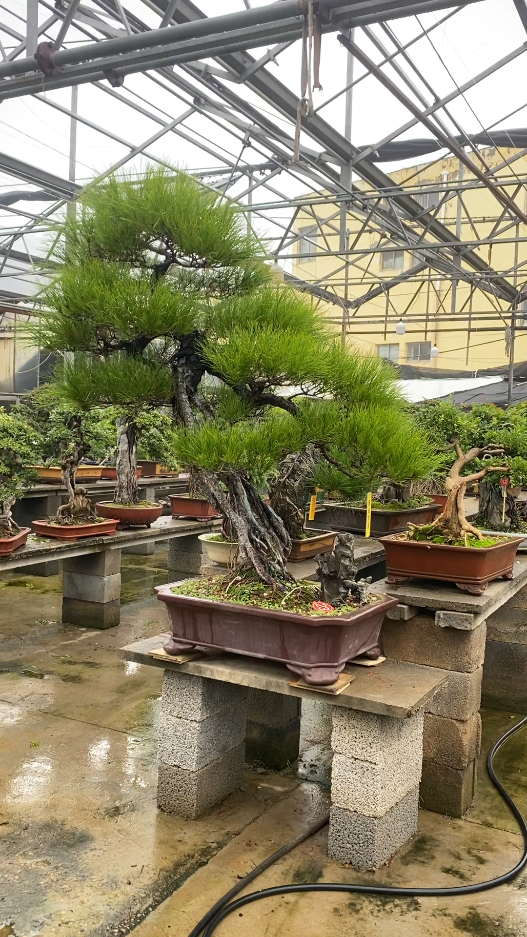 精品年工桩山松盆景