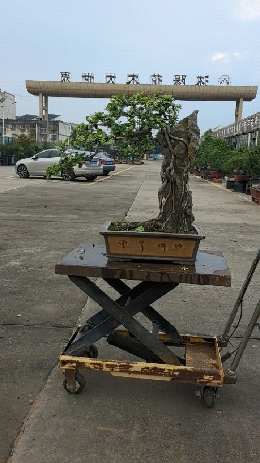 精品附石红牛盆景