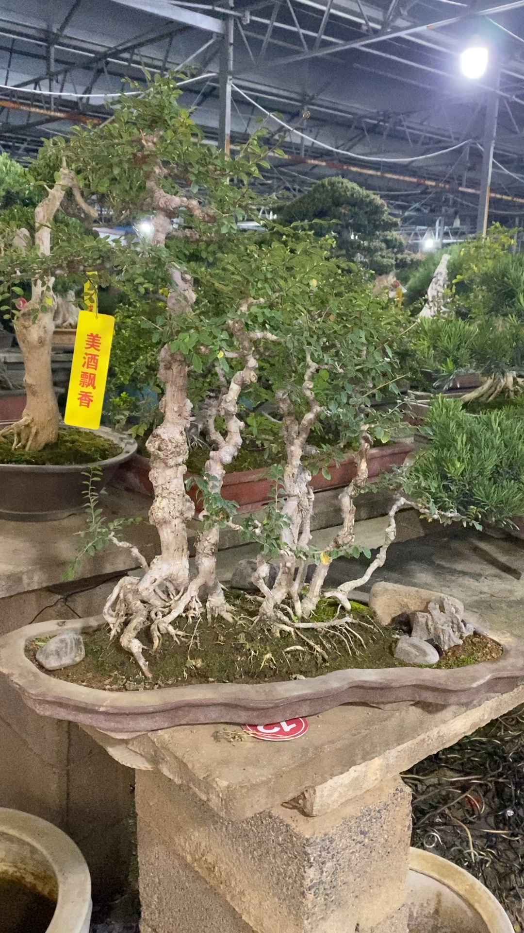 年工丛林小叶榆树盆景