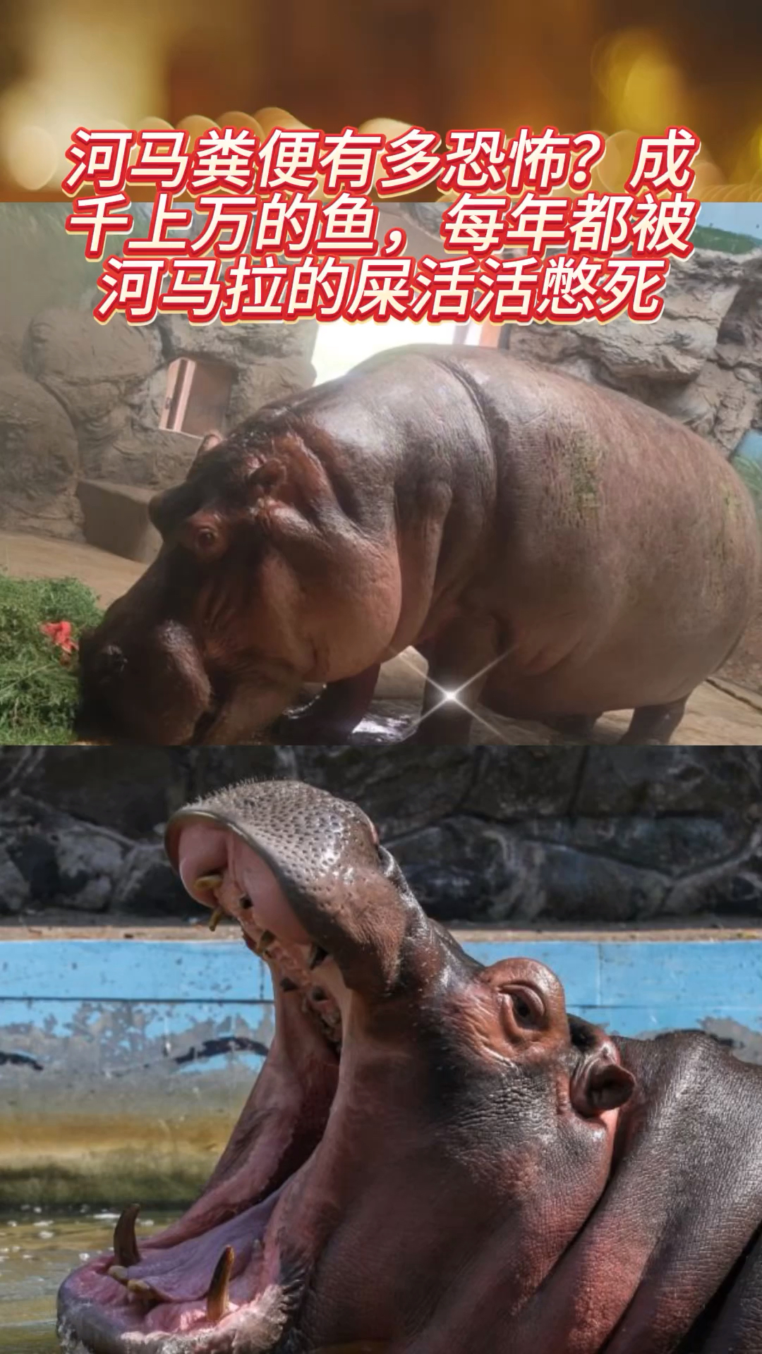 河马粪便有多恐怖?成千上万的鱼,每年都被河马拉的屎活活憋死