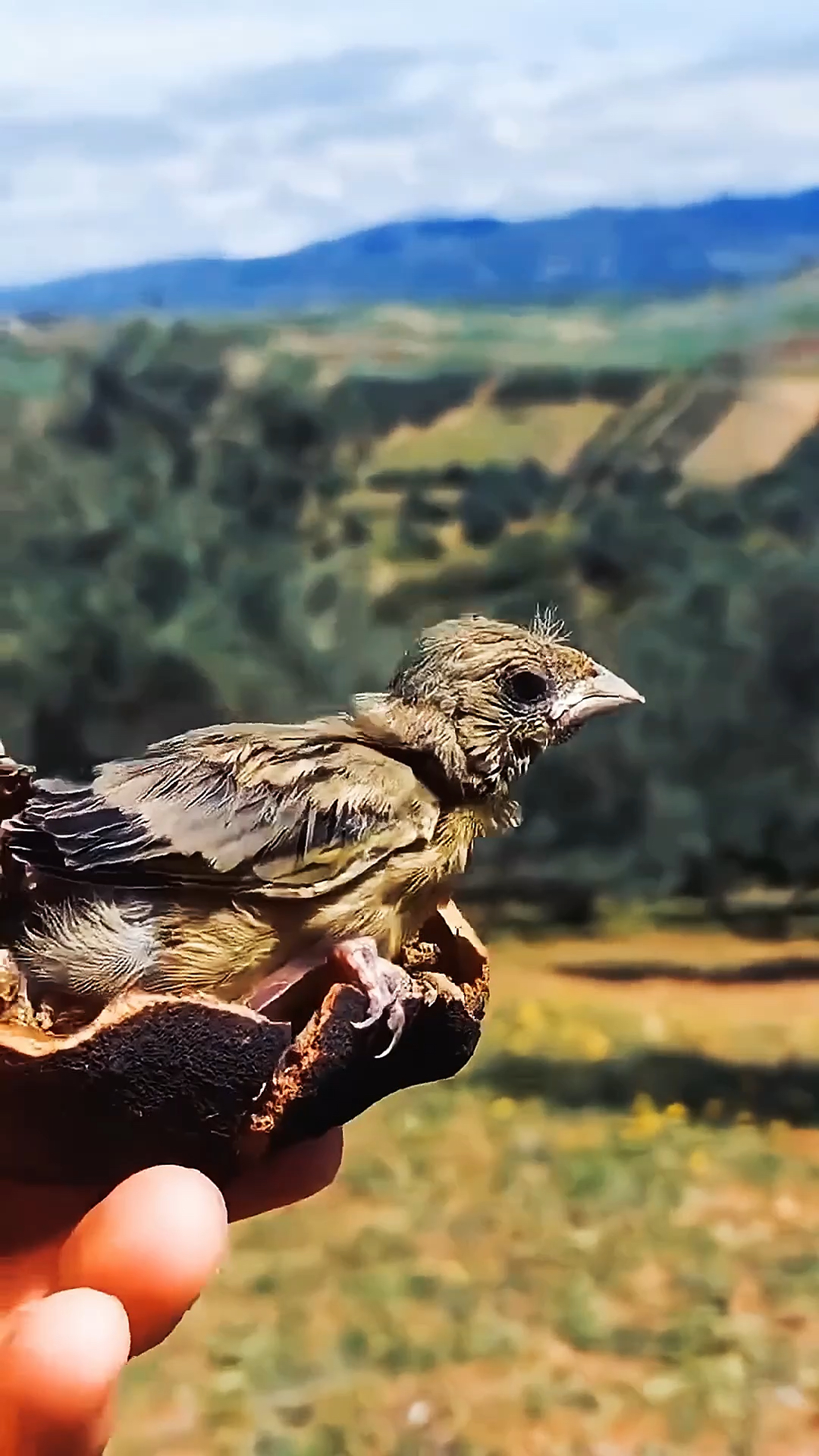 石榴里面藏着一只小鸟在睡觉