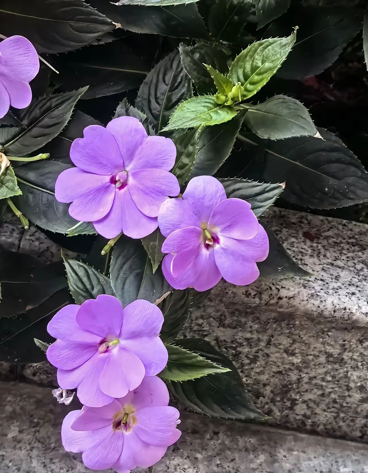 ～紫色非洲凤仙花色彩明艳不多见哦