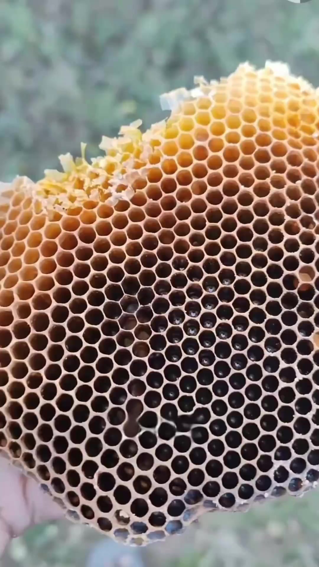 为什么蜂巢是六边形