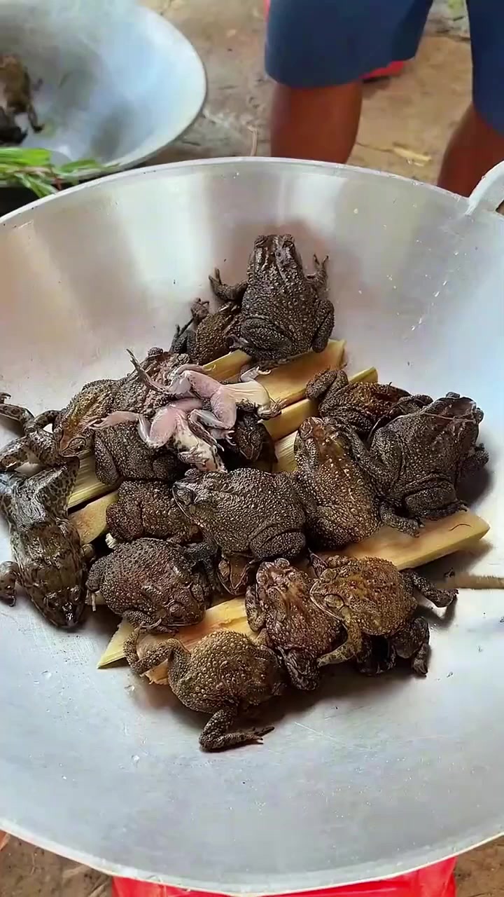 国外都是如何花式吃癞蛤蟆的,把20多个癞蛤蟆和甘蔗一起大锅炖