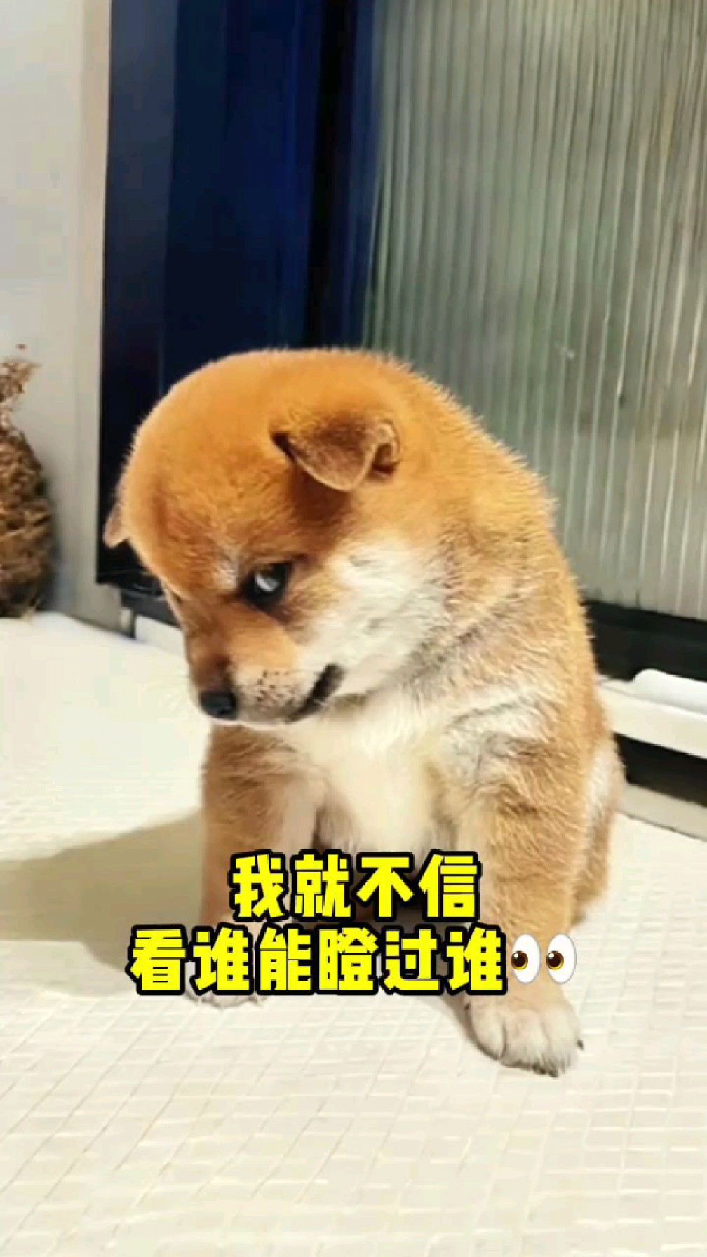 看谁能瞪过谁? #动物的迷惑行为 #搞笑萌宠