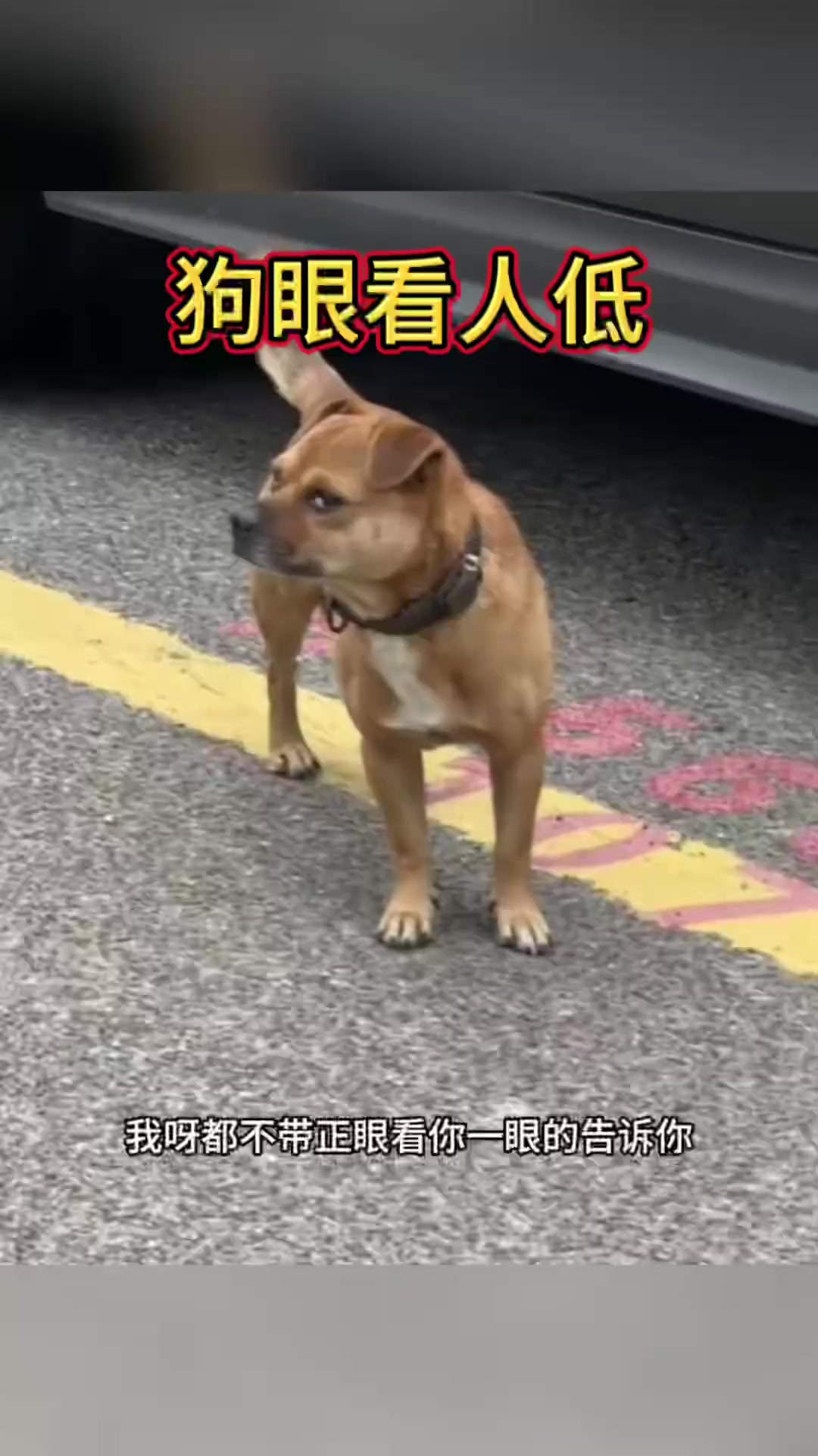 狗眼看人低,根本谁都看不上