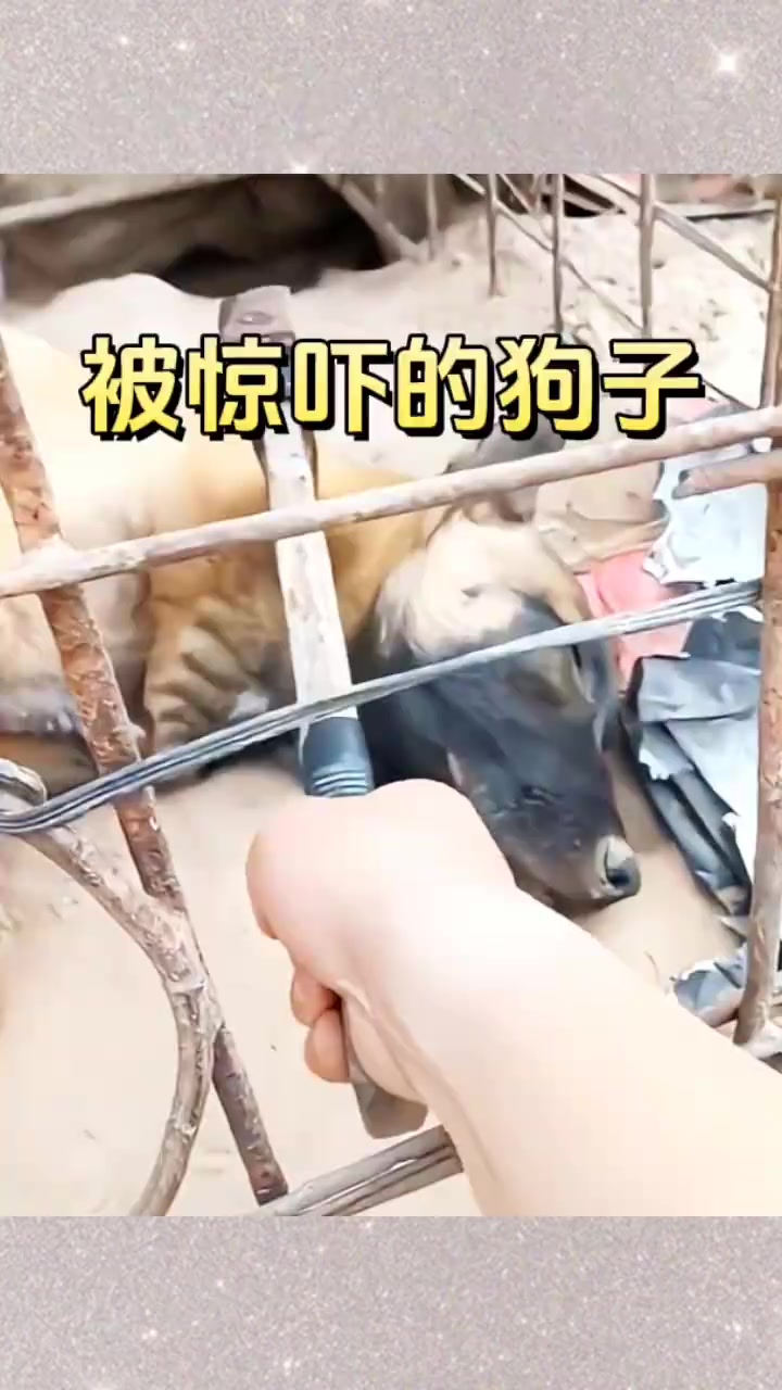 被惊吓的狗子,嗷嗷大叫