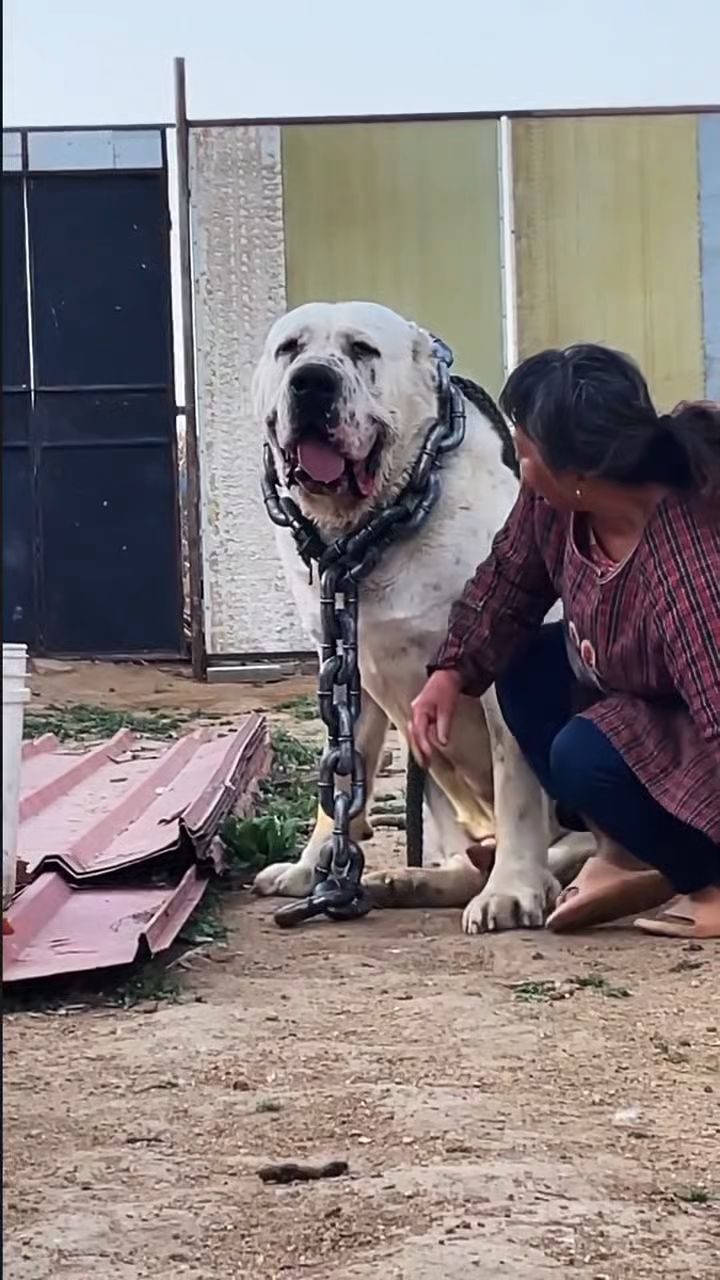 大型猛犬中亚牧羊犬