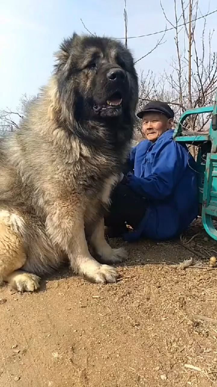 大型护卫犬高加索犬看家护院好帮手