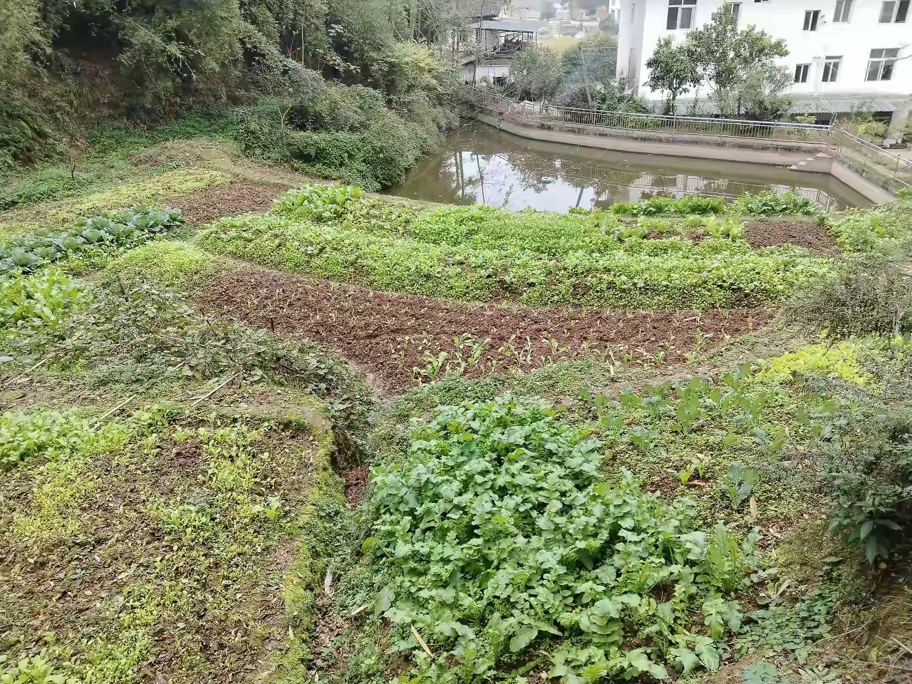两三亩地有多大(国家标准一亩地多少钱)