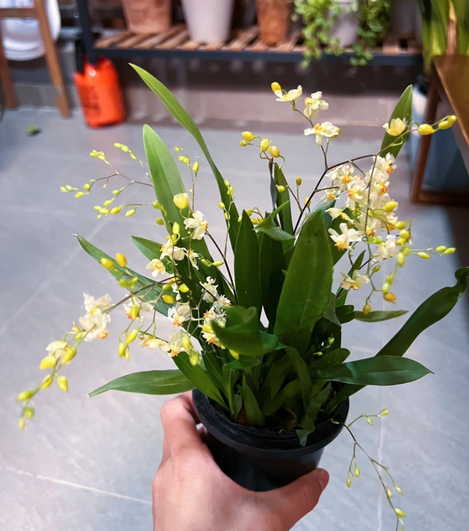 618狂欢盛典# 文心兰品种繁多,以下是一些常见的品种: