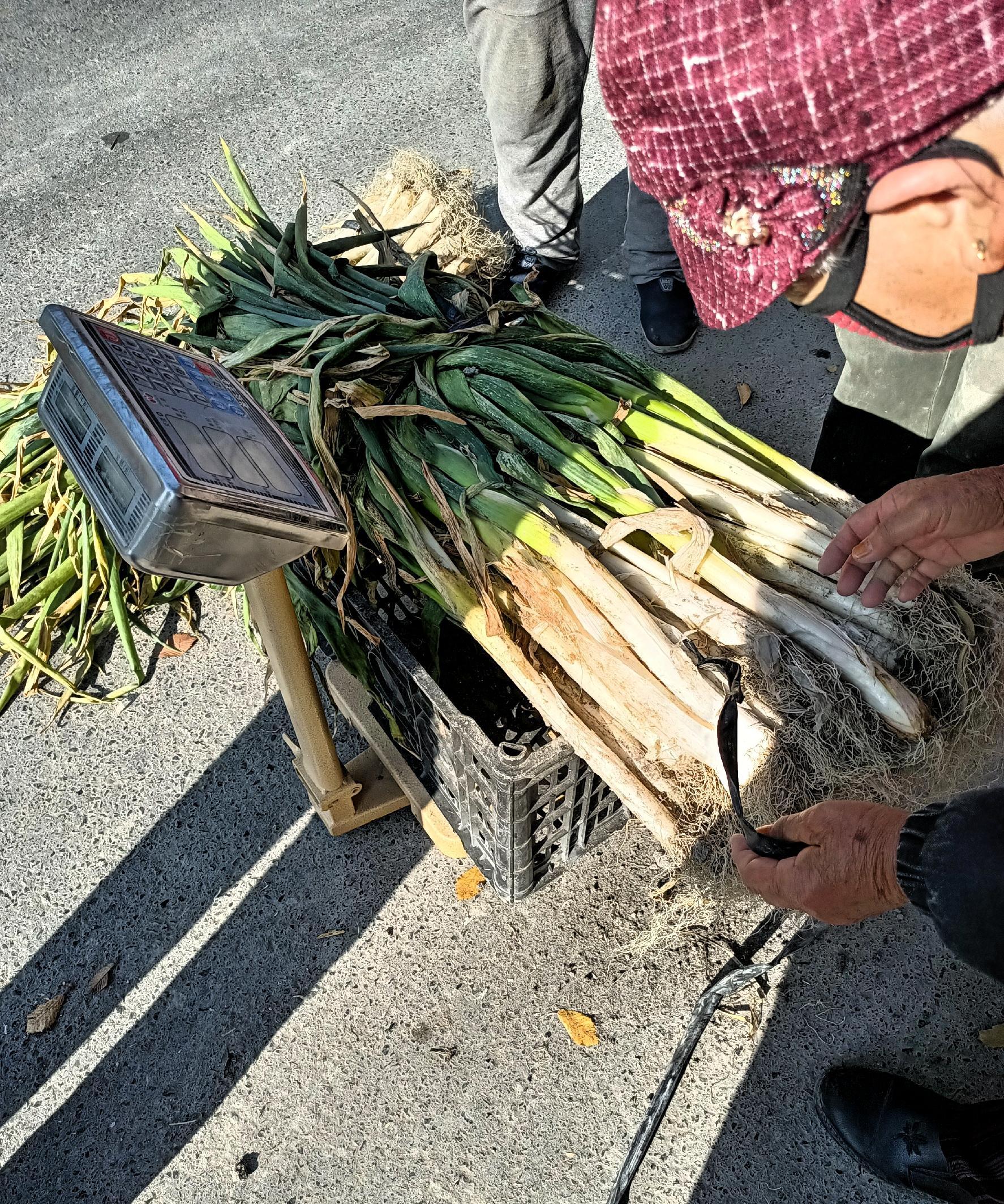 大头葱菜图片