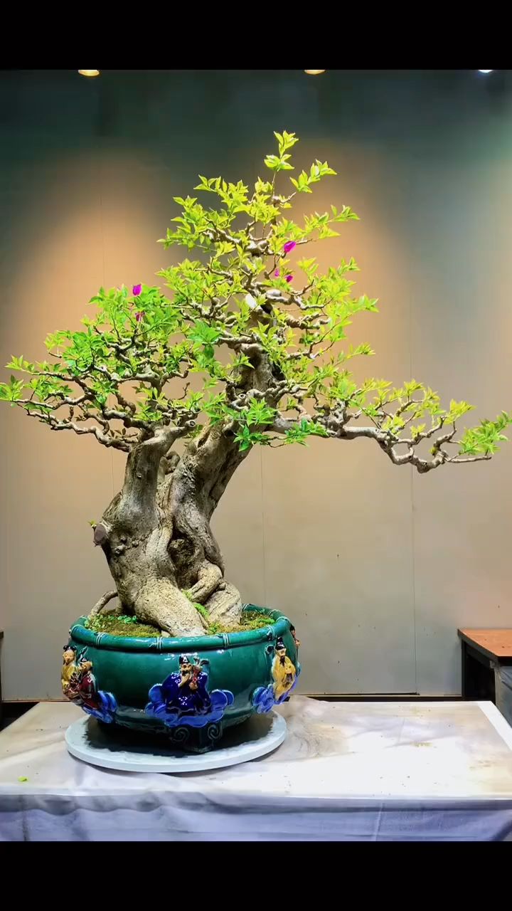 老桩盆景造型参考