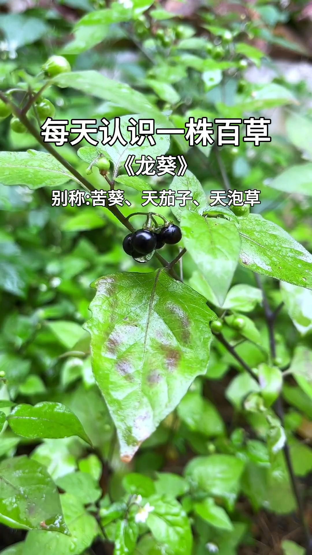 龙葵我们也叫百花菜,它全株都是宝,野外遇见千万不要错过了