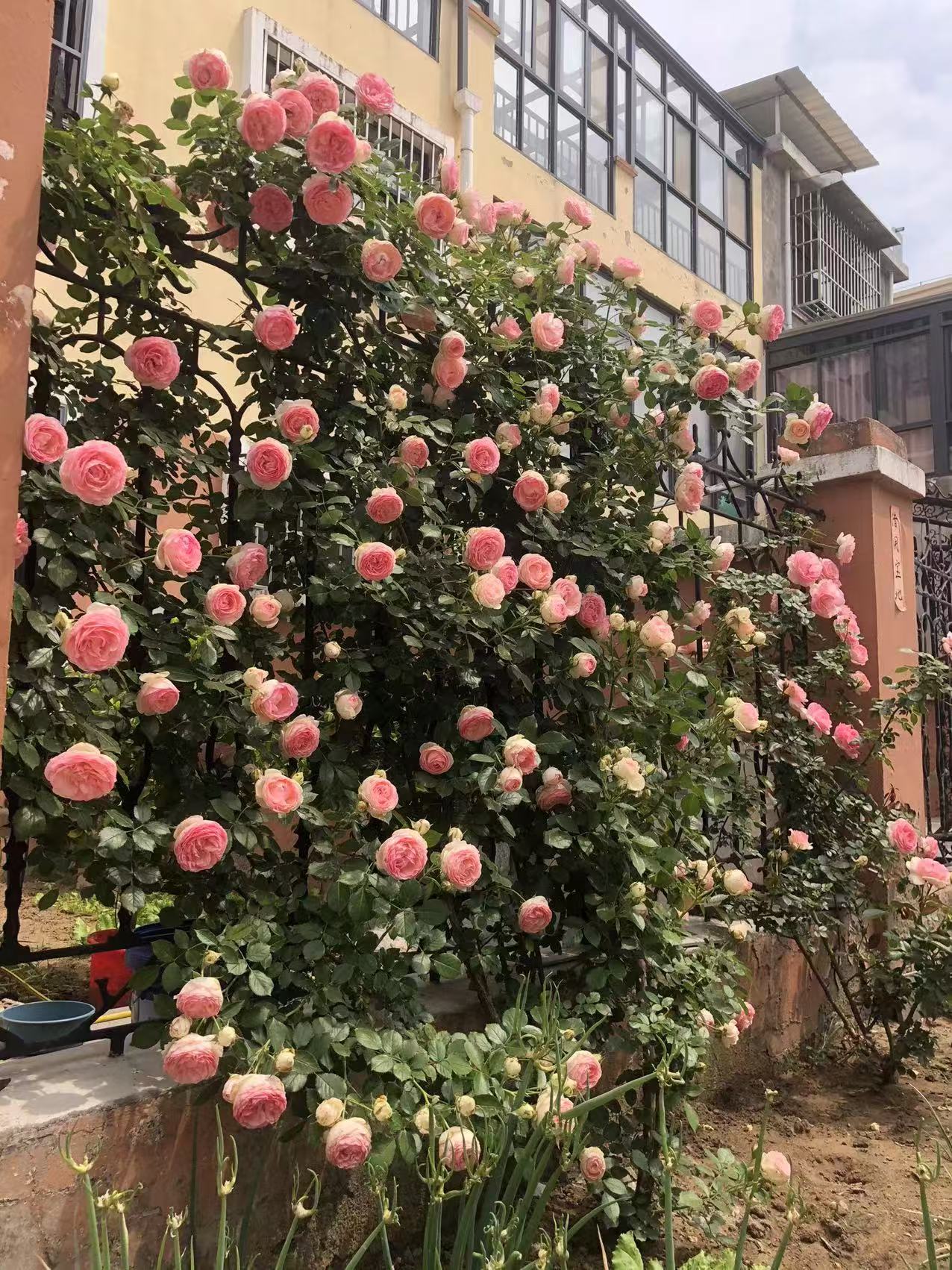 花墙:选择藤本月季编制成花墙,可用于现实中的