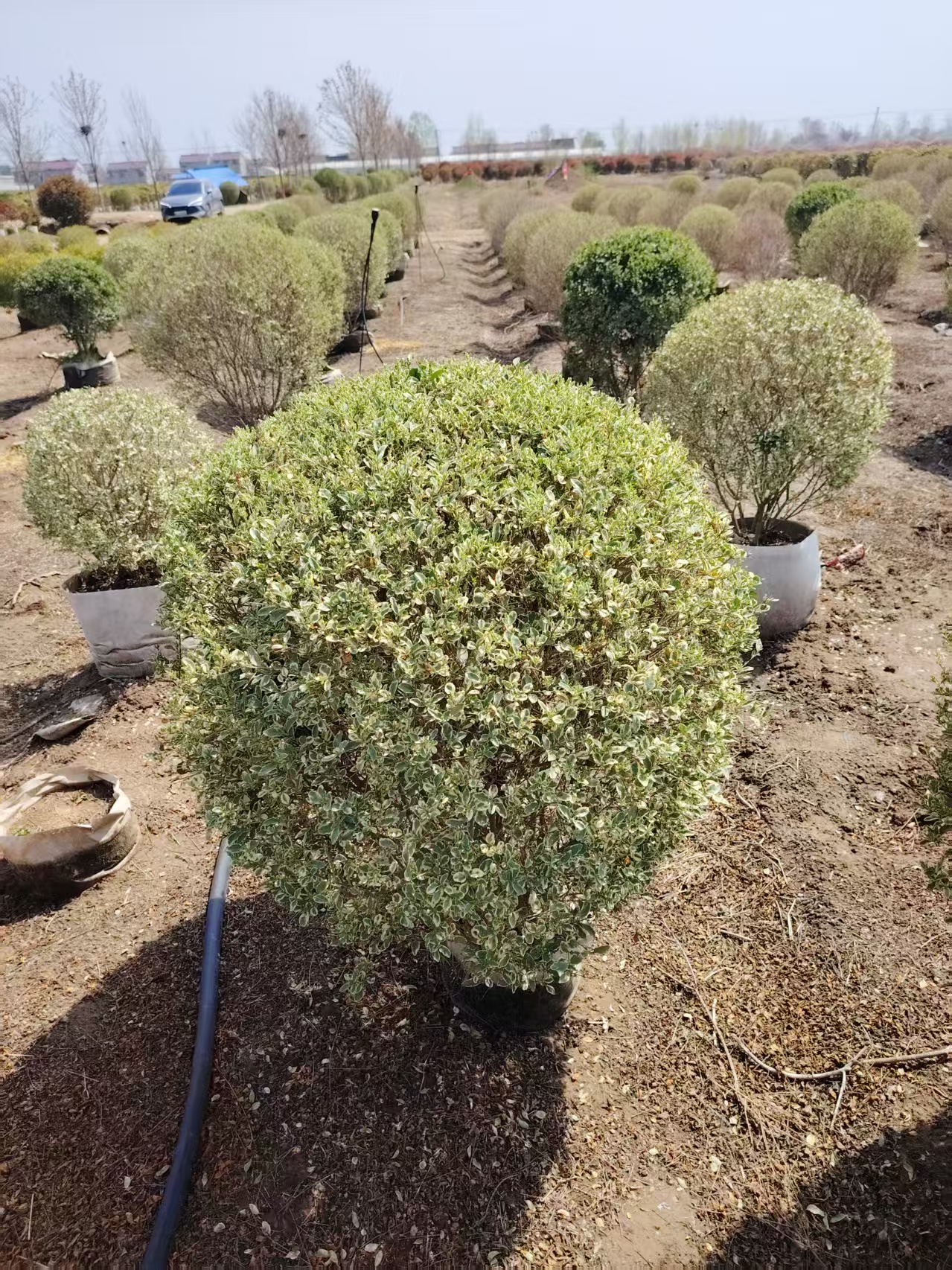金姬小蜡(ligustrum sinense variegatum),别名花叶女贞,亮丽女贞