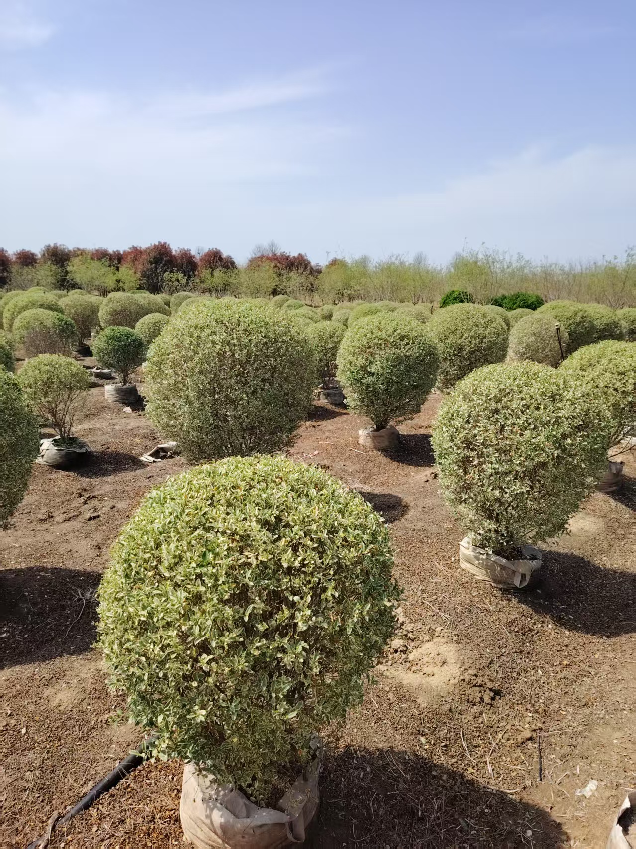 金姬小蜡(ligustrum sinense variegatum),别名花叶女贞,亮丽女贞