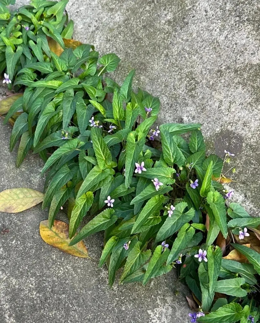 一到秋天它就蔫巴巴的,冬天更是彻底没了踪迹,可春天一来癫疯病草