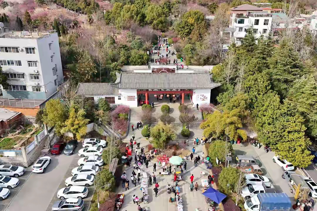"襄阳市林业科学技术推广站万山梅花园管理处负责人习心军说