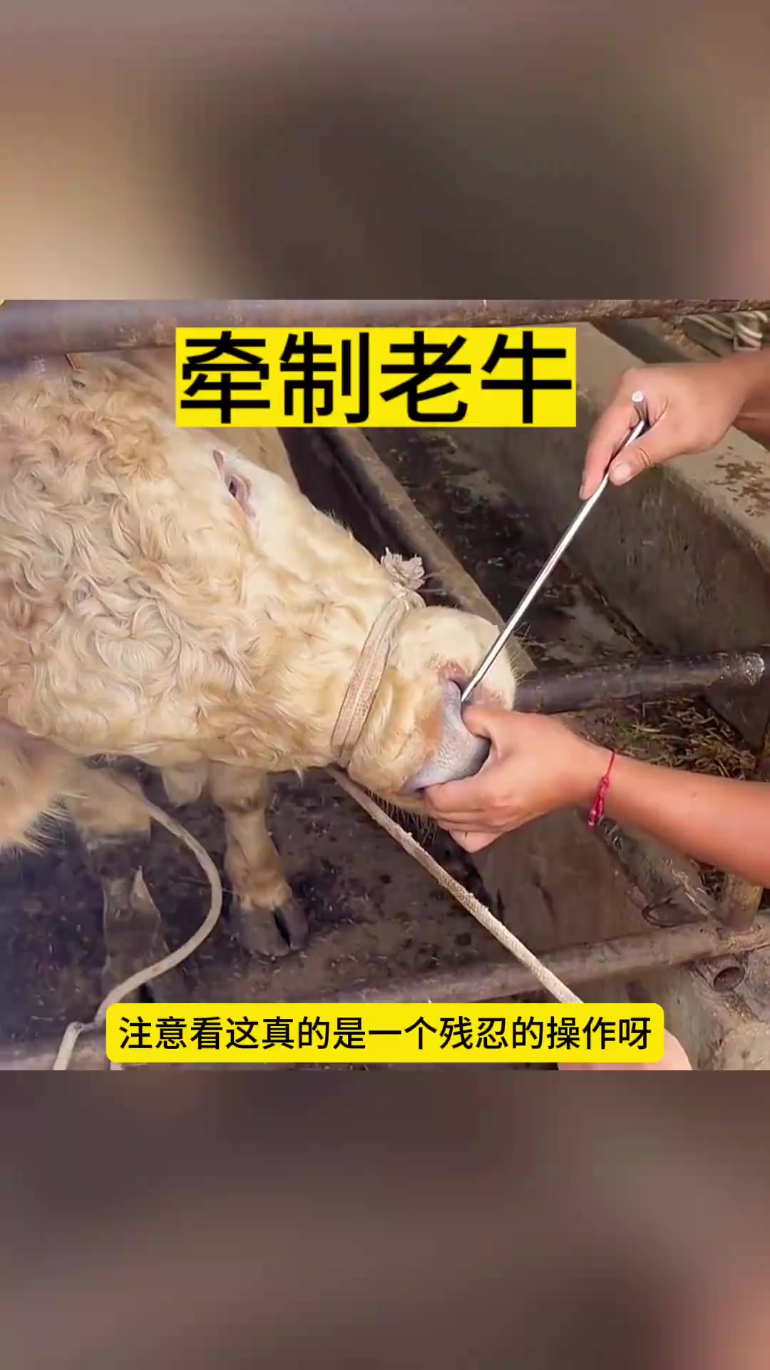 街拍摄影老牛视频教程，技巧大全