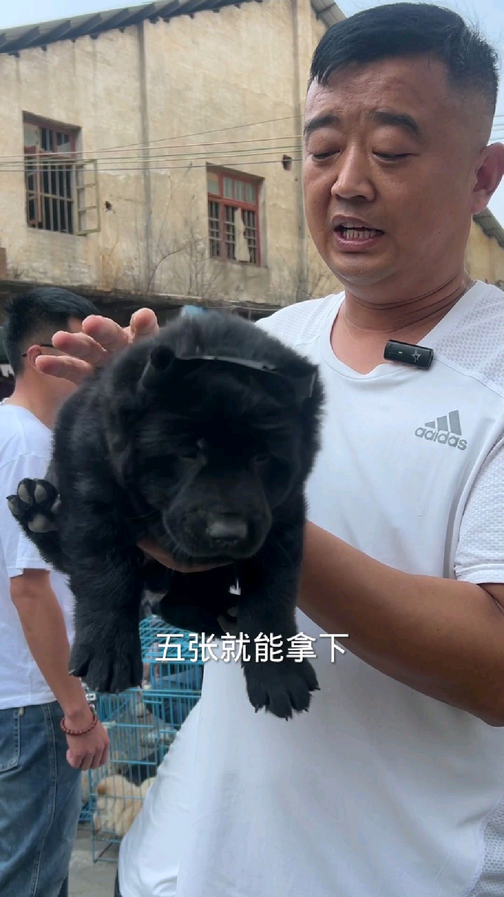 中华田园犬五黑大黄狗